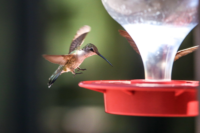 hovering, backyard, red, animal, hummingbirds, hover, mid-air, wildlife, flapping, small, no people, flying, beak, feathers, hummingbird, drinking, vertebrate