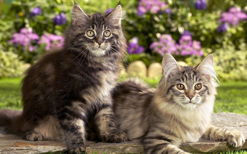 beautiful, flowers, sitting, cats, longhair, animals, tabby, 2 cats, 1080P, brown tiger, backyard, silver