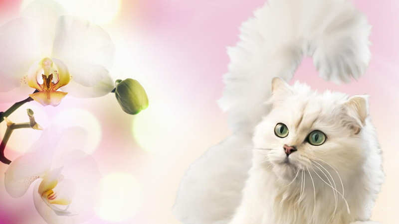 1080P, pink, exotic, 3d and abst, fluffy, orchid, delicate, kitty, firefox persona, kitten, white, summer