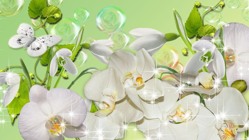 butterfly, stars, snowdrops, orchids, 1080P, delicate, bubbles, flowers, spring, sparkle, exotic, shine