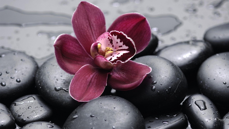flowers, delicate, 1080P, still life, iii, exotic, rain, oriental, orchid, floral, rocks, spring, summer