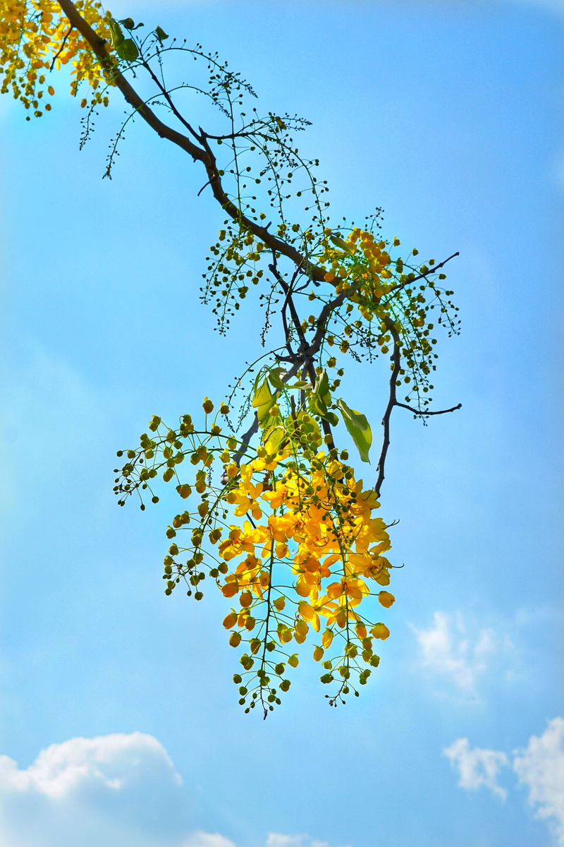 freshness, delicate, low angle view, tree, tranquility, nature, outdoors, flowering plant, change, day, season, no people, plant, growth, ripe, golden rain tree
