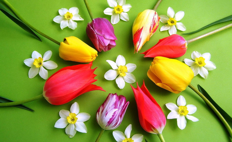 delicate, 1080P, elegance, tender, lovely, beautiful, leaves, harmony, colo, circle, nice, arrangement, tulips, flowers