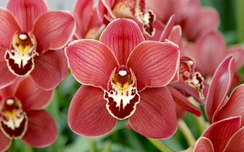 red, delicate, cymbidium, 2K, orchids