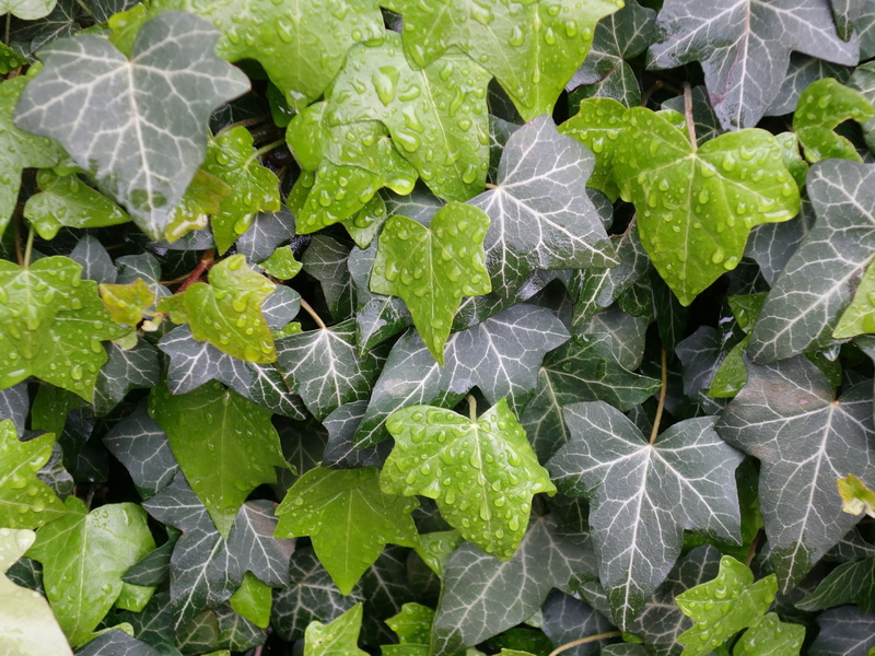 freshness, rain, hedera helix, hedera, frisch, close-up, beauty in nature, no people, water, growth, lettuce, leaf vein, outdoors, pattern, drip, photo