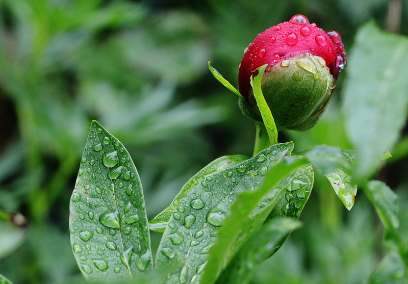 flowering plant, growth, close-up, raindrop, bud, rain, wet, no people, macro, beaded, outdoors, nature, drop of water, green Color, rose, drip, food, water