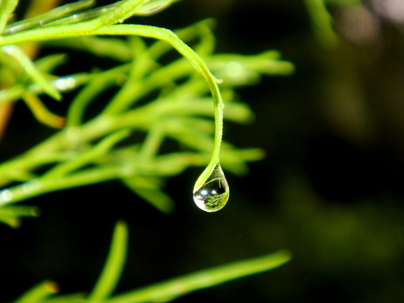 close-up, raindrop, focus on foreground, dew, no people, outdoors, day, leaf, plant, drop, green color, selective focus, dewdrop, beauty in nature, 2K