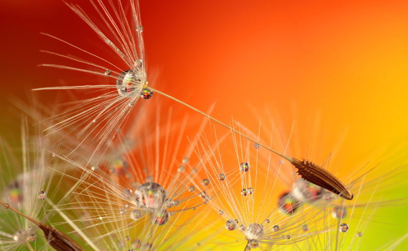 dew, flower, drip, animals in the wild, flowering plant, beauty in nature, plant, orange color, arthropod, dandelions, water, insect, rain, delicate, fresh