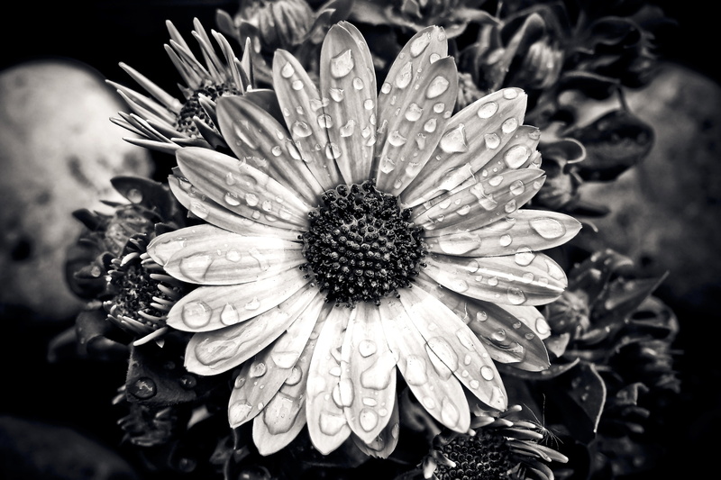 black and white, drop, inflorescence, drip, macro, 4K, spring, black white, cape basket, nature, beauty in nature, violet, composites, focus on foreground