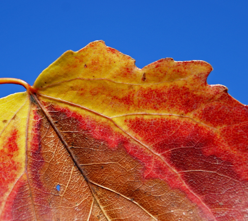 backgrounds, Photos, høst, close-up, leaves, season, Excellence, 2K, yellow, leaf, plant, Perfect, Macro, Photographer, Autumn leaf, nature, autumn, Natures