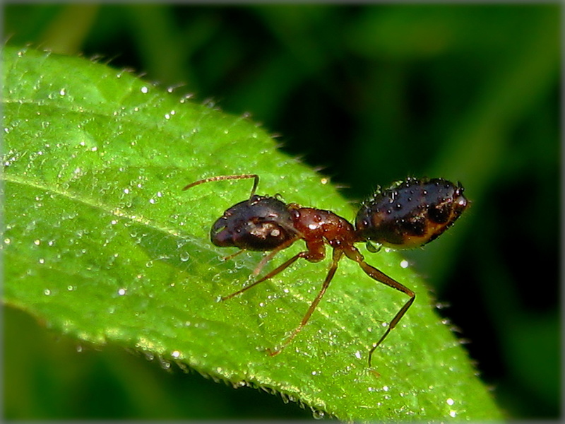 green, taken, GPC, red, green leaf, insect, green Color, photography, macro photography, BEJ, shower, ant, black Color, Fine ART, please, I wish, Nature