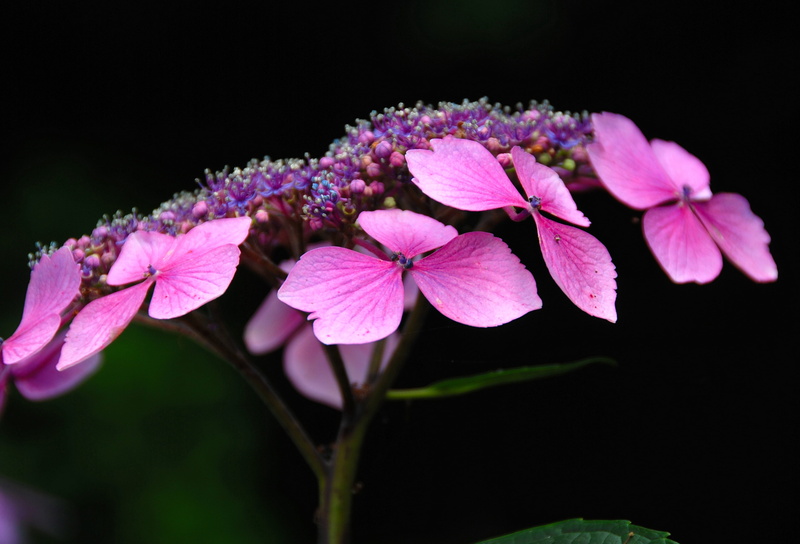 close-up, plant, nature, photography, focus, BEJ, purple, Petals, flower, beauty In Nature, in the Dark, 2K, shallow focus, Hydrangea, Flower  Garden