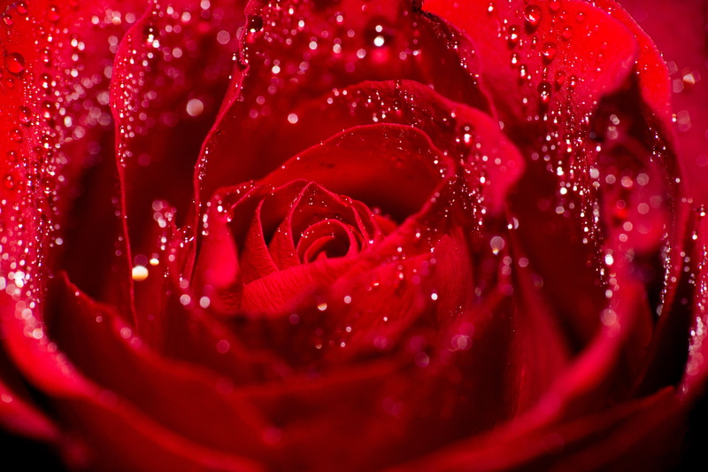 petal, backgrounds, red Rose, By Any Other Name, drop, valentines, macro, plant, petals, lens, rose - Flower, flower, tilt-shift lens, droplets, photography