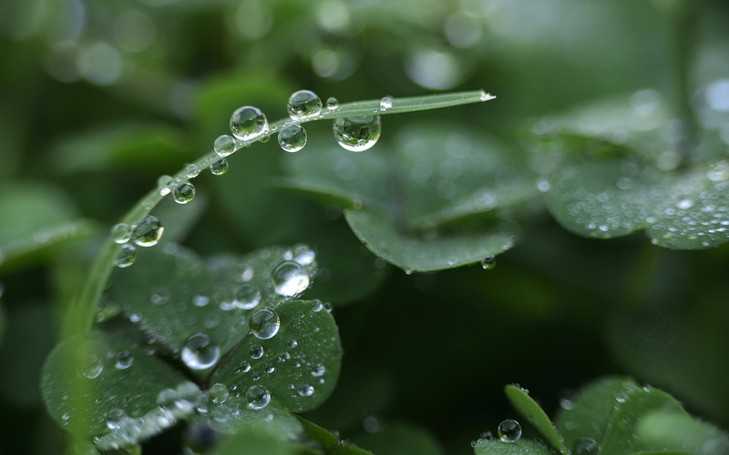 green color, no people, water drops, beauty in nature, leaves, wet, growth, plants, nature, dew, close-up, rainy season, raindrop, 2K, day, drop, purity