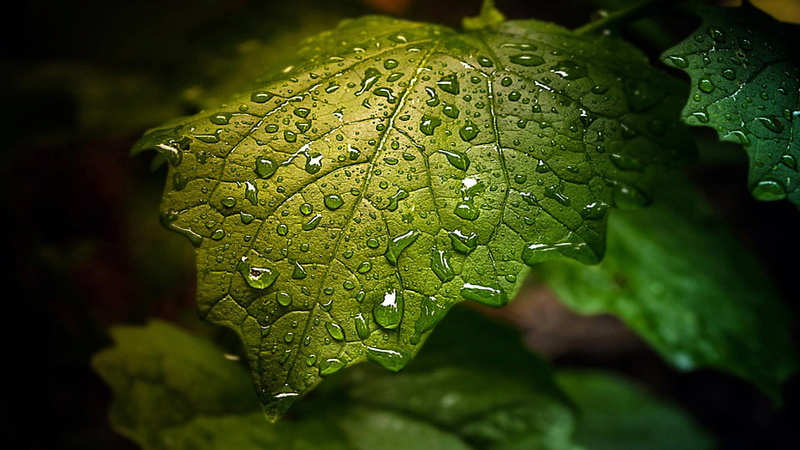 1080P, waterdrop, close up, leaf, drop, droplet, green leaf