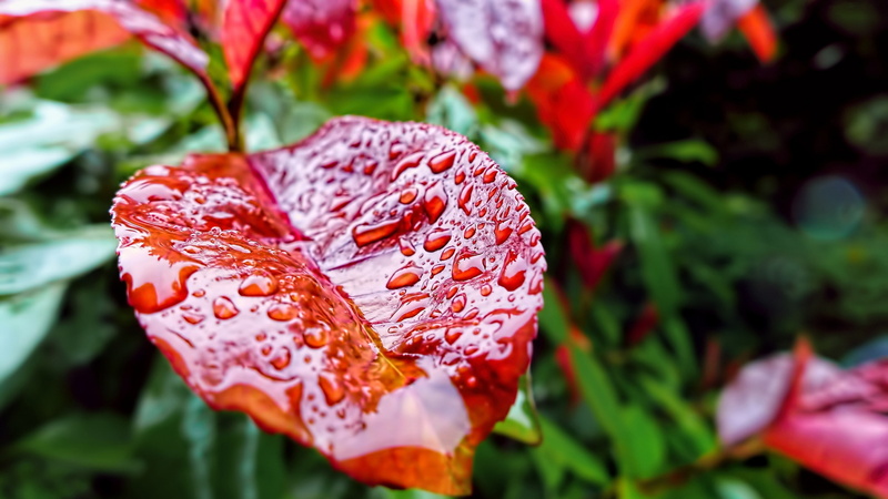 close up, leaf, raindrops, red leaf, waterdrop, plant, drops, macro photography, 4K