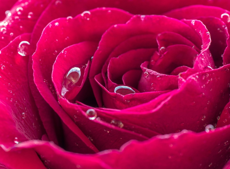 no people, red, Close, rose - flower, 1080P, flower head, inflorescence, Drops, close-up, Nature, plant, pink color, dew, purple, Flower, flowering plant