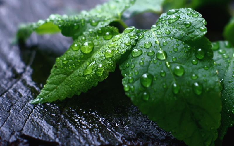 mint, 1080P, leaves, fresh, waterdrops, nature and landscapes