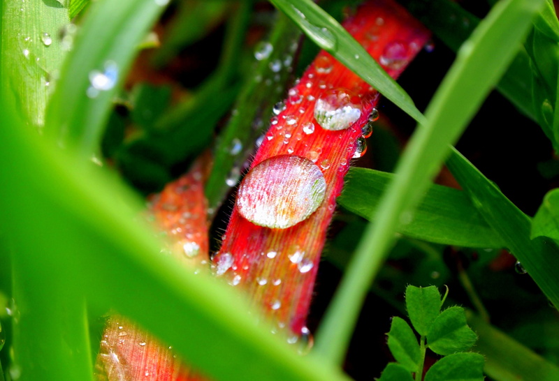 macro, close-up, leaf, goutte, red leaf, droplets, water, waterdrop, grass, red, after the rain, close up photography, close, water droplets, 2K, March