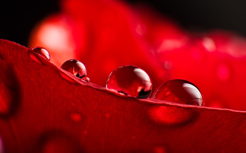 nature, rain, 1080P, drops, waterdrops, raindrops, flowers, ii, nature and l, dewdrops, tepals