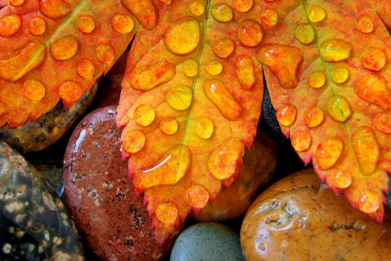 fall, leaf, water, beautiful, splendor, drops, waterdrops, autumn, season, peaceful, lovely, colors, stones, 1080P, natu