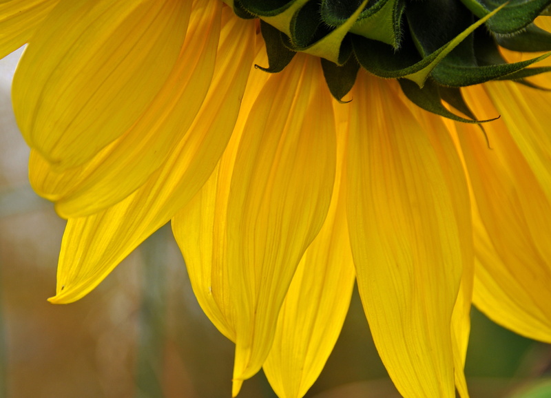 close-up, nature, Canada, I am Canadian, D300, yellow, Sunshine Day, summer, close, plant, DSC, flower, close up photography, Nova Scotia, VR, petaled