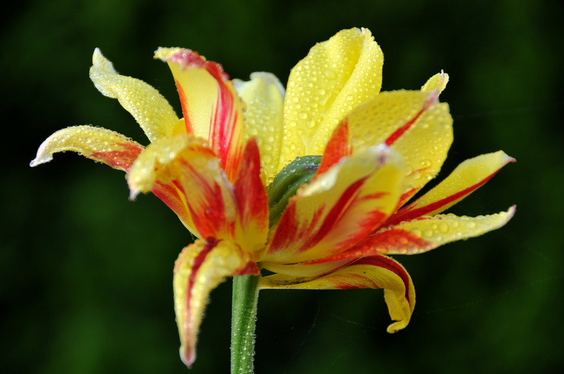 Romania, VR, red, Romanian, Nikon, yellow, 4K, focus, D300, drops, close-up, nature, leaf, tour, petal, picture, I am Canadian, shallow focus, Brasov