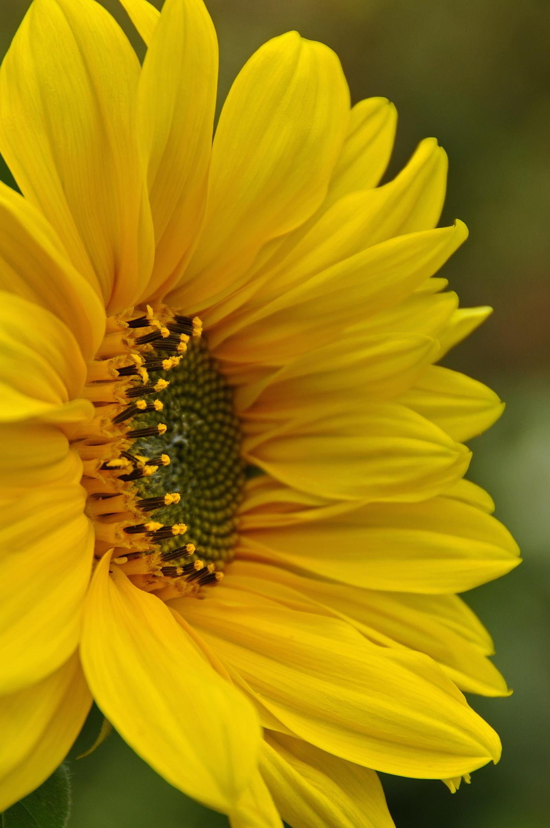 Ha, yellow, ifax, macro, Dennis, flower, summer, focus, day, shallow, plant, close-up, shallow focus, sunflower, petal, photography, 1080P, Canada, nature