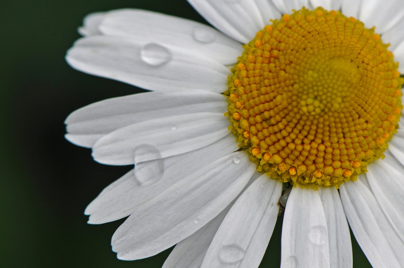 close-up, shot, Nikon, Travels, petal, World, VR, yellow daisy, published, summer, flower, photo, plant, DSC, macro, springtime, D300, white, 4K, I am Canadian