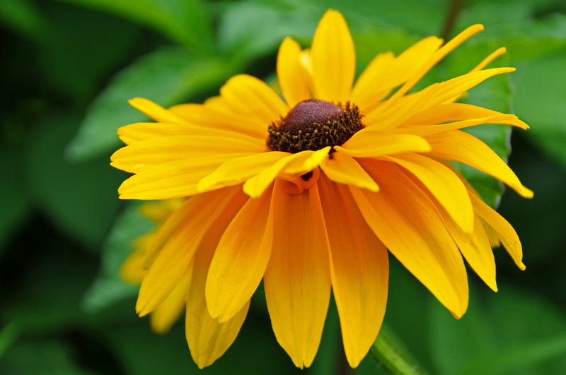 DSC, sun, Lots, summer, 4K, Nikon, nature, flower, petal, yellow Sun, yellow, Nova Scotia, beauty In Nature, D300, Sun Flower, Rudbeckia, close-up, I am Canadian