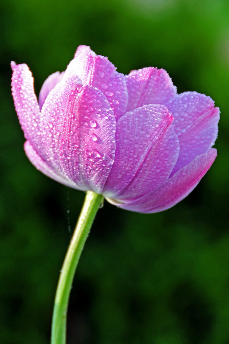 D300, nature, I am Canadian, plant, Time to Leave, Cosmos, Romania, Brasov, petal, close-up, flower Head, beauty In Nature, purple, tour, petaled, 4K