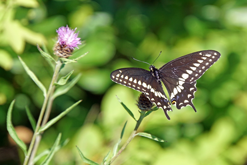 Sony  A6300, mirrorless, butterfly - Insect, 5K, butterfly, Canada, flower, petaled, animal, close-up, Halifax, purple, tall, top, animal Wing, sails