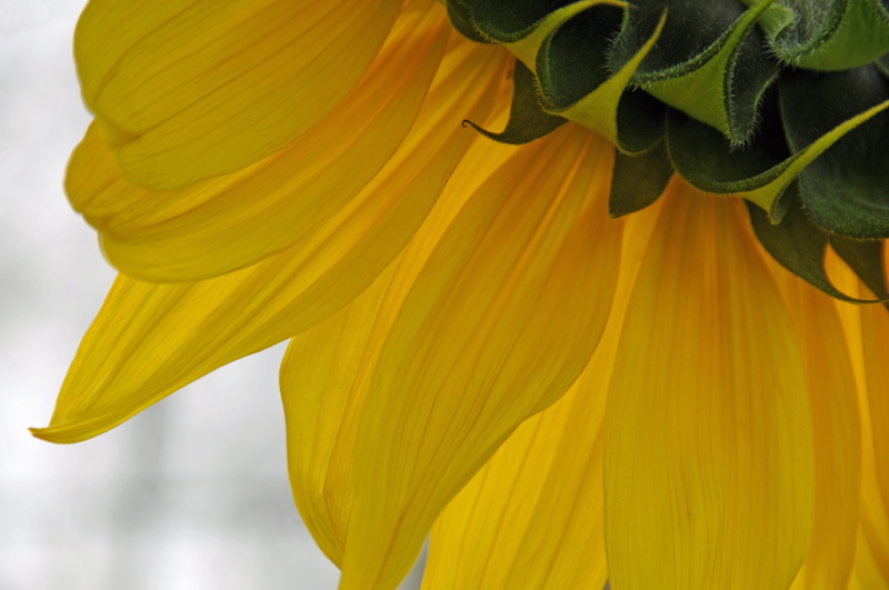 yellow, Nova Scotia, plant, Canada, sunflower, D300, I am Canadian, Somebody, picture, close-up, VR, DSC, petal, 4K, Nikon, drapes, cluster, flower, open