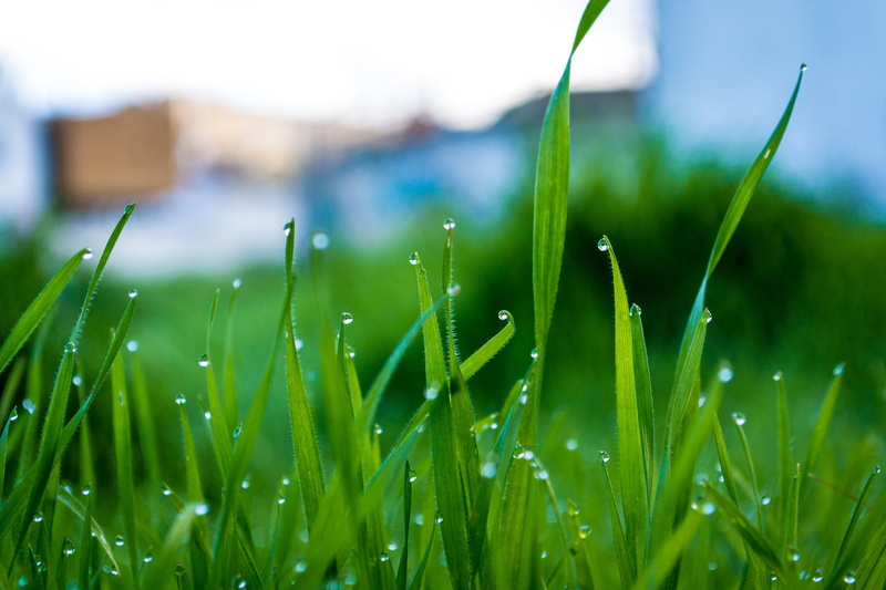 springtime, meadow, drop, freshness, morning dew, close-up, dew, green Color, morning  light, grass, outdoors, Droplets, morning, plant, summer, 4K, water