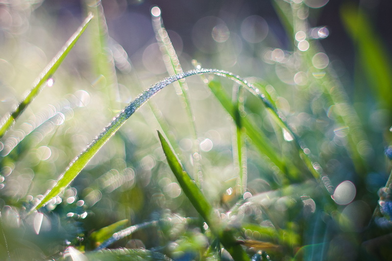 backgrounds, wet, 2K, drops, summer, drop, beauty In Nature, fragility, freshness, leaf, selective focus, season, no People, green Color, Dew, macro, raindrop