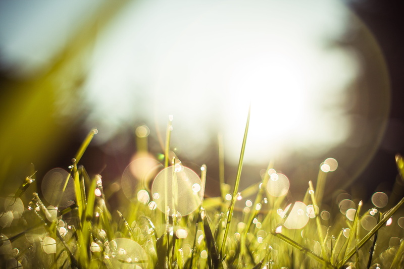 meadow, vulnerability, blade of grass, flower, freshness, bright, lens flare, macro, 4K, drop, nature, Grass, beauty In Nature, land, selective Focus