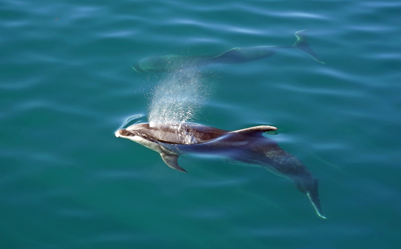 animal themes, sea Life, New Zealand, outdoors, north island, motion, underwater, wildlife, no people, Bay Of Islands, animals In The Wild, swimming, Dolphins