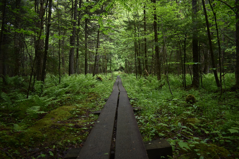 trail, tree, beauty in nature, active, growth, vacation, diminishing perspective, non-urban scene, tranquil scene, woodland, track, bridge, york, 5K, outdoors
