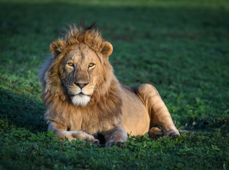 wildlife, Male, Africa, feline, Destination, Park, Travel, no people, carnivora, Lion, animal wildlife, View, one animal, grass, arusha, youngmalelion