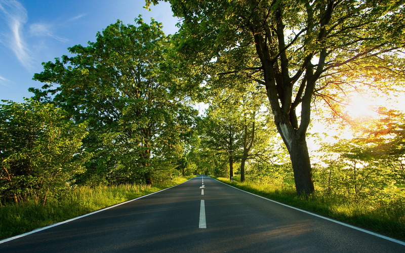 arboles, carretera, 2K, sol