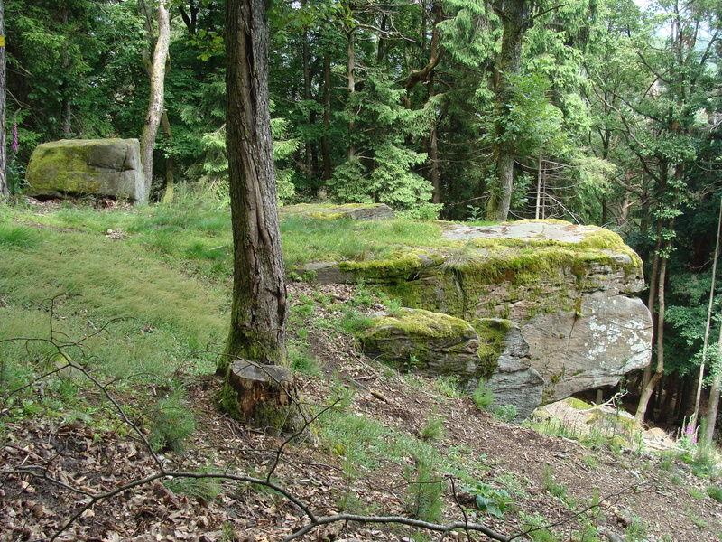 trunk, boulder, tree, green color, no people, outdoors, non-urban scene, tree trunk, 2K, tranquil scene, day, growth, woodland, forest, palatinate forest
