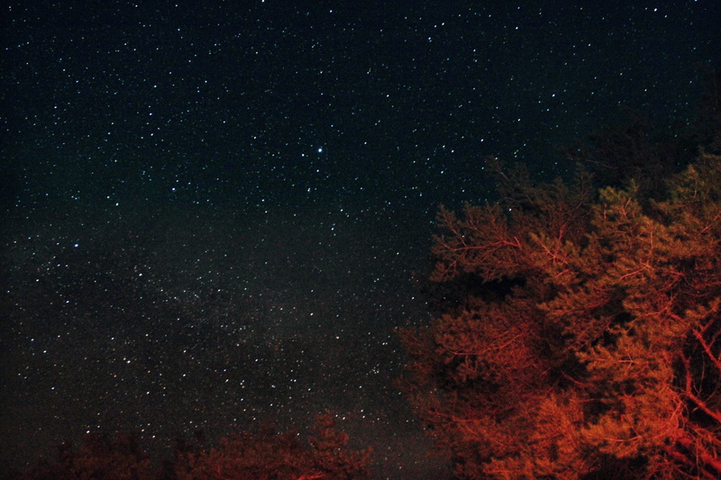 illuminated, scenics - nature, infinity, tree, brown, sky, space, astronomy, nature, growth, outer space, wallapper, no people, full frame, low angle view