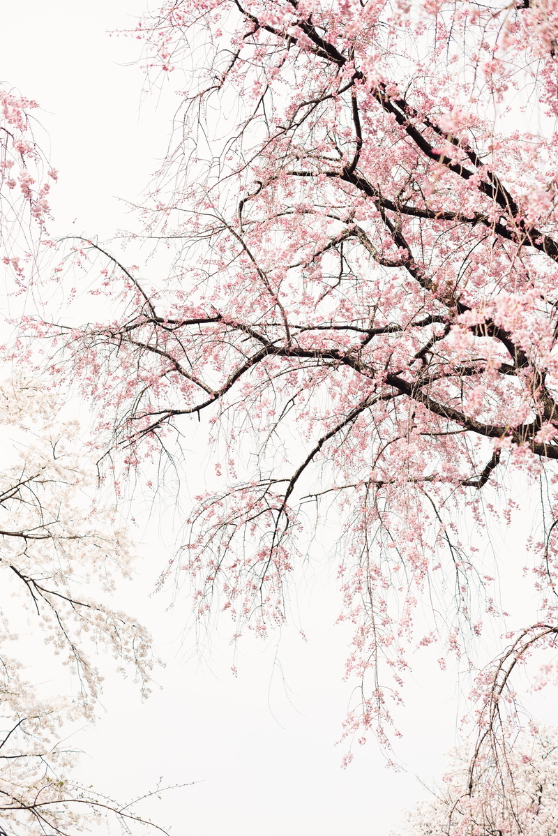 growth, japan, leafed, trees, day, plant, nature, white, zen, cherry blossom, branch, flower, blossom, 5K, tree, pink color, cherry tree, weepingcherry