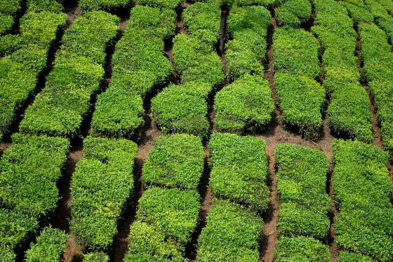 landscape, plant, green color, india, growth, farm, 5K, environment, outdoors, field, plantation, rural scene, scenics - nature, land, tranquil scene