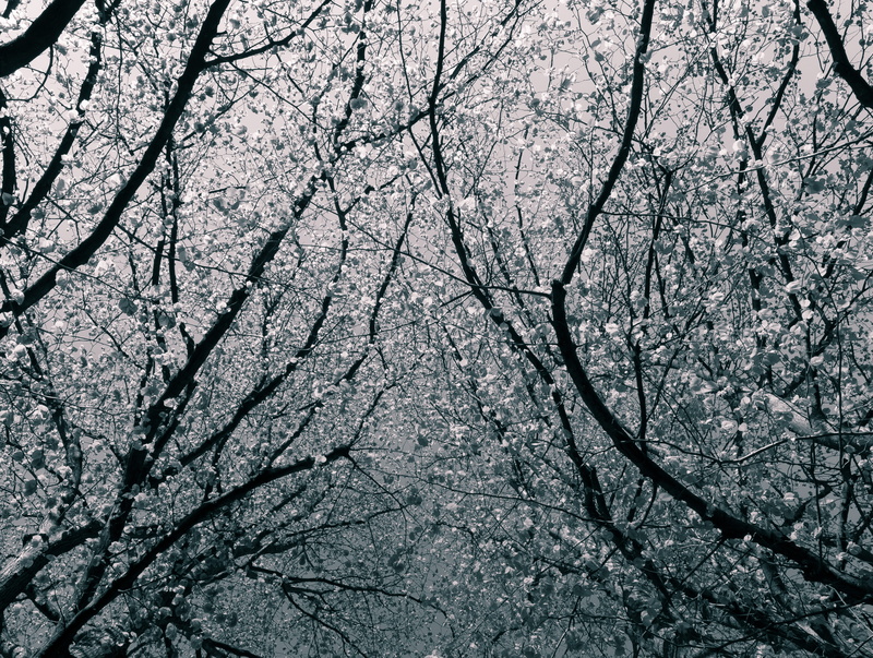 texture, cherry blossom, leaf, flowering plant, bare tree, low angle view, nature, art, tree, blossom, outdoors, hd wallapper, beauty in nature