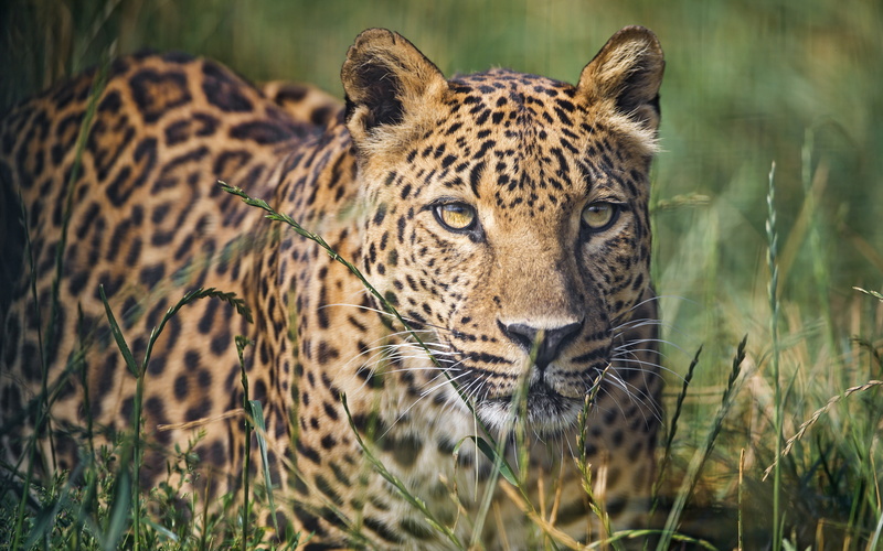 Calm, 4K, 4k, wallappers, 8k, Leopard, HD