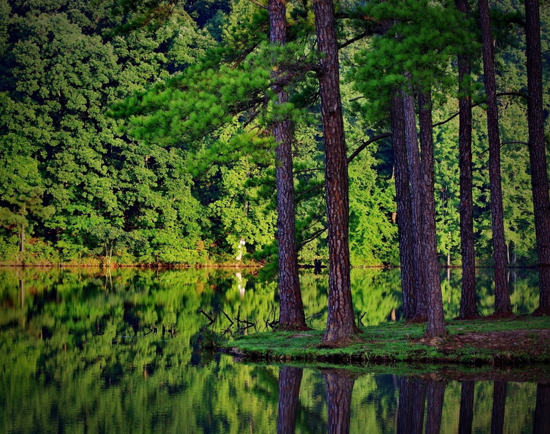growth, South America, forest, lush foliage, reflection lake, lake, land, reflection, nature, swamp, foliage, trunk, woodland, rainforest, body, tree trunk