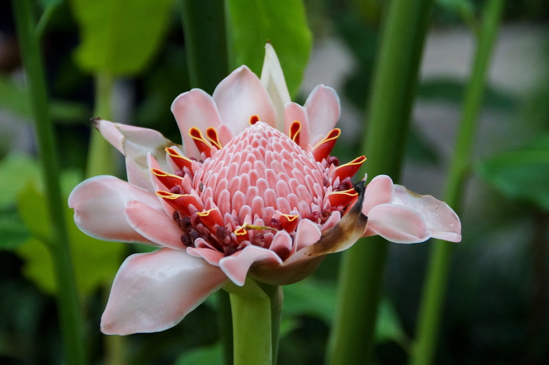 photography, pink color, close-up, ginger flower, botany, vulnerability, plant, soft focus, 4K, flower, flowering ginger, pink, freshness, flower head