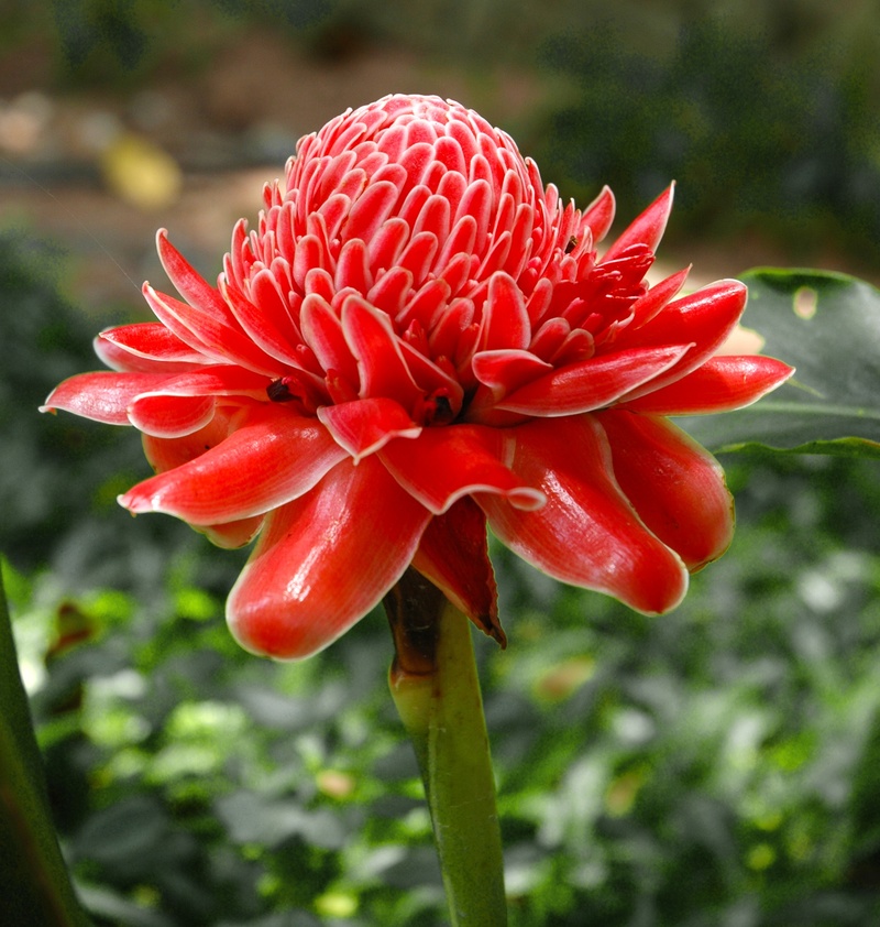 zingiberales, flowers, torch ginger, photography, red, pollen, flowering plant, fragility, flower head, beauty in nature, blossom, monocotyledons, 1080P