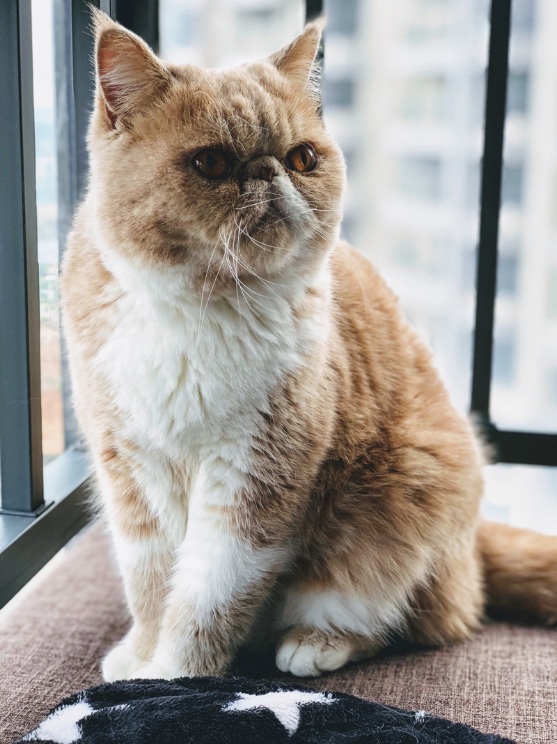 shorthair, 4K, animal themes, window, exotic, cat, close-up, mammal, domestic cat, indoors, table, whisker, looking, ginger, feline, one animal, sitting